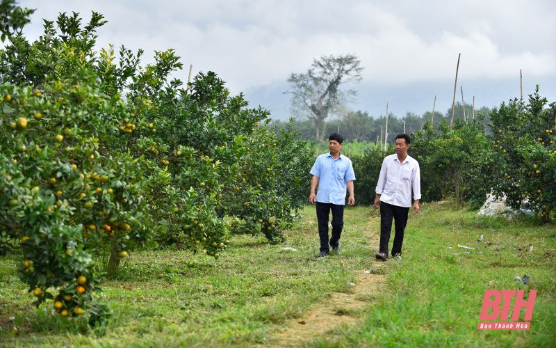 Mùa trái ngọt trên vùng núi Xuân Hòa, Như Xuân