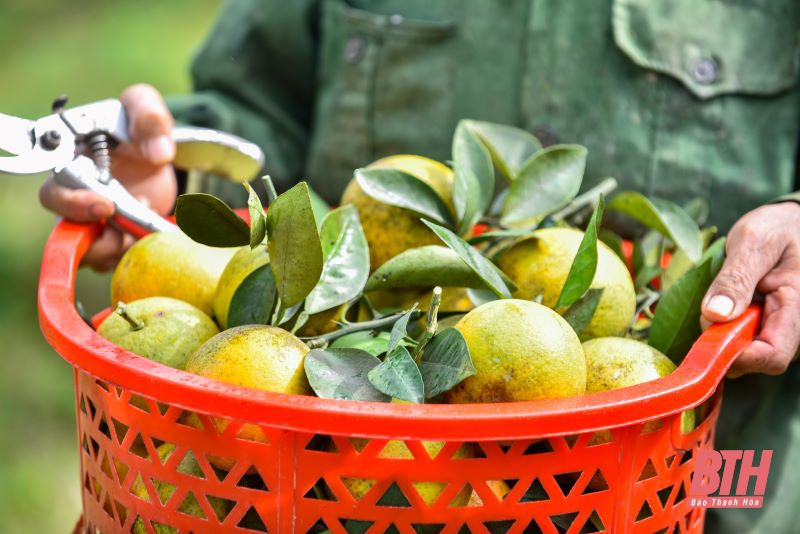 Mùa trái ngọt trên vùng núi Xuân Hòa, Như Xuân