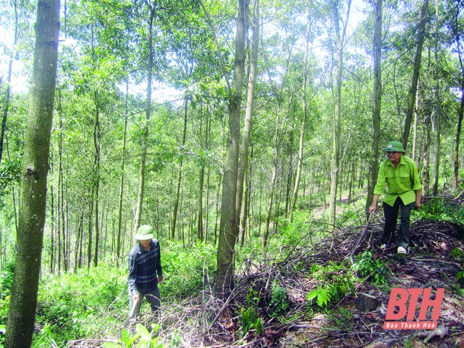 Thu tiền dịch vụ môi trường rừng đạt 175 tỷ đồng