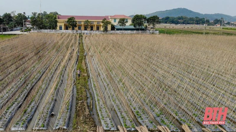 Nông dân Thanh Hóa phấn khởi vào mùa thu hoạch dưa chuột