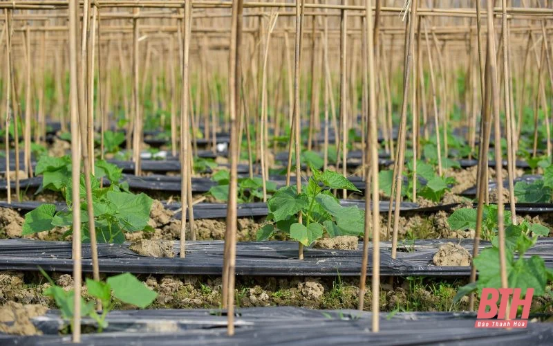 Nông dân Thanh Hóa phấn khởi vào mùa thu hoạch dưa chuột