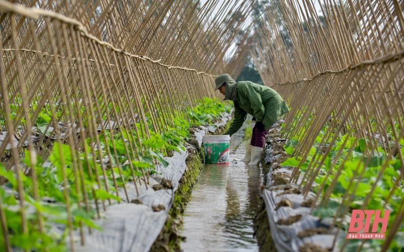 Nông dân Thanh Hóa phấn khởi vào mùa thu hoạch dưa chuột