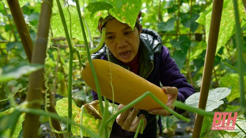 Nông dân Thanh Hóa phấn khởi vào mùa thu hoạch dưa chuột