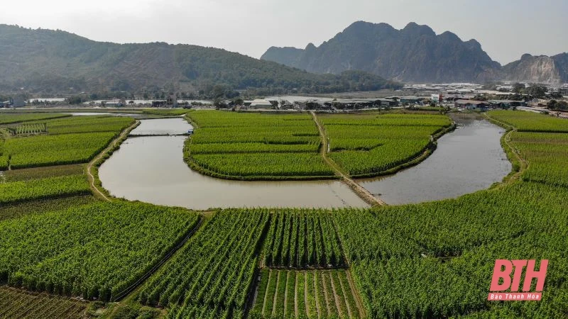 Nông dân Thanh Hóa phấn khởi vào mùa thu hoạch dưa chuột