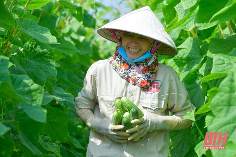 Nông dân Thanh Hóa phấn khởi vào mùa thu hoạch dưa chuột