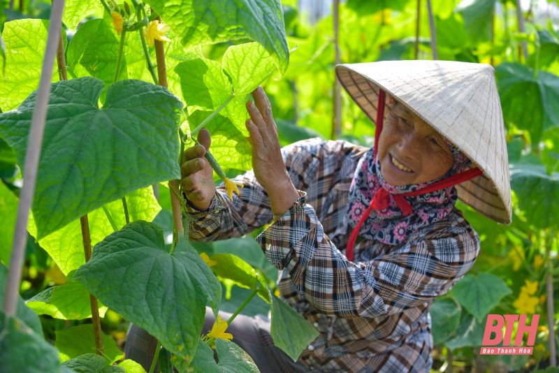 Nông dân Thanh Hóa phấn khởi vào mùa thu hoạch dưa chuột