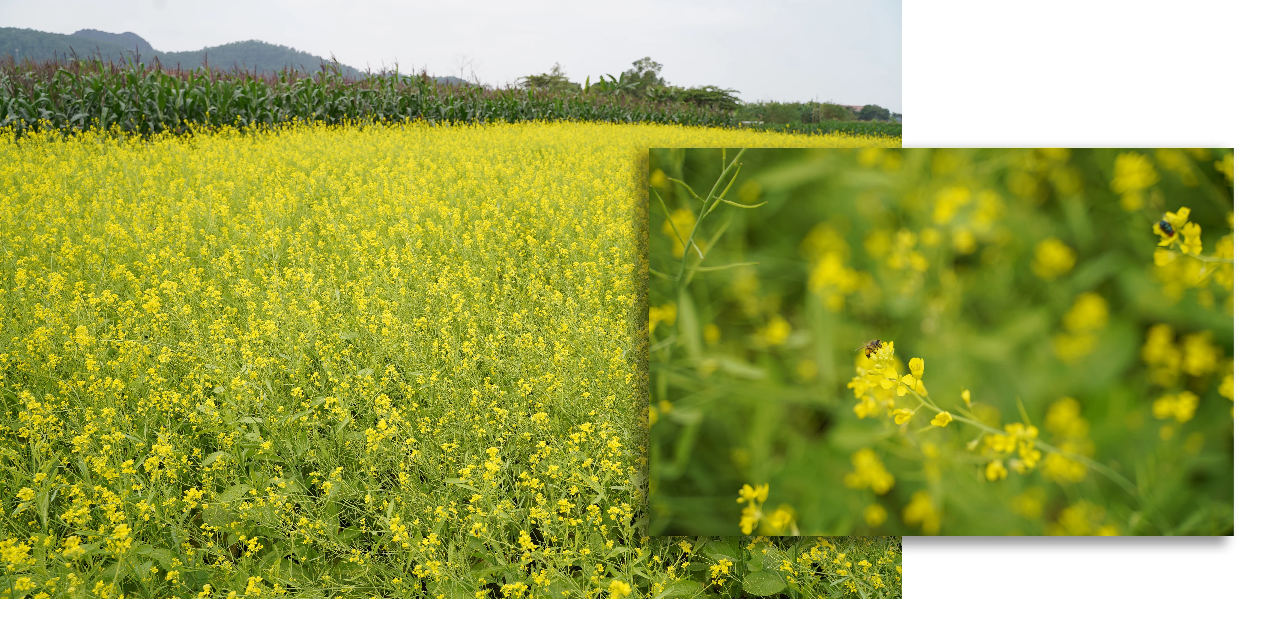 [E-Magazine] - Thương những mùa hoa cải