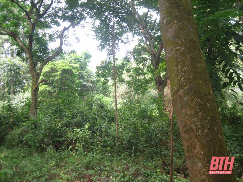 Cả làng bảo vệ rừng lim quý từ thời Pháp thuộc