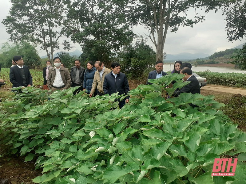 Hội nghị bàn giải pháp để Hội Nông dân tham gia xây dựng vùng nguyên liệu cây gai xanh trên địa bàn tỉnh