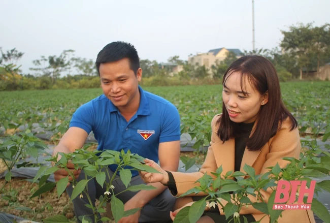 Thanh niên trẻ làm giàu từ mô hình trồng ớt an toàn