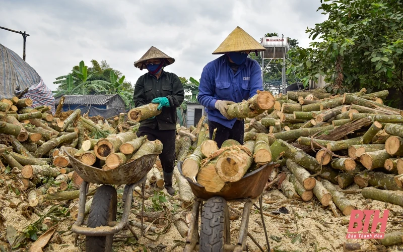 Nghề đốt than củi ở Cẩm Thủy vào mùa Tết