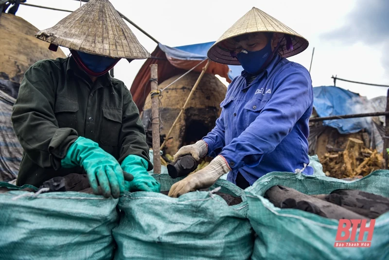 Nghề đốt than củi ở Cẩm Thủy vào mùa Tết