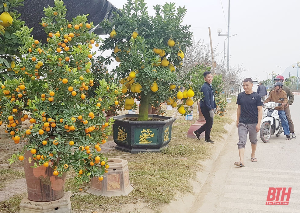 TP Thanh Hóa bố trí 26 điểm bán hoa, cây cảnh Tết Nguyên đán Tân Sửu 2021
