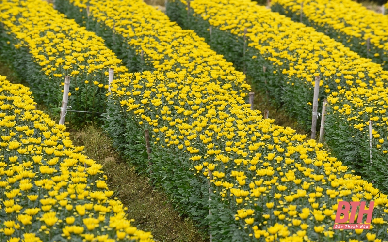 Làng hoa lớn nhất xứ Thanh vào mùa Tết