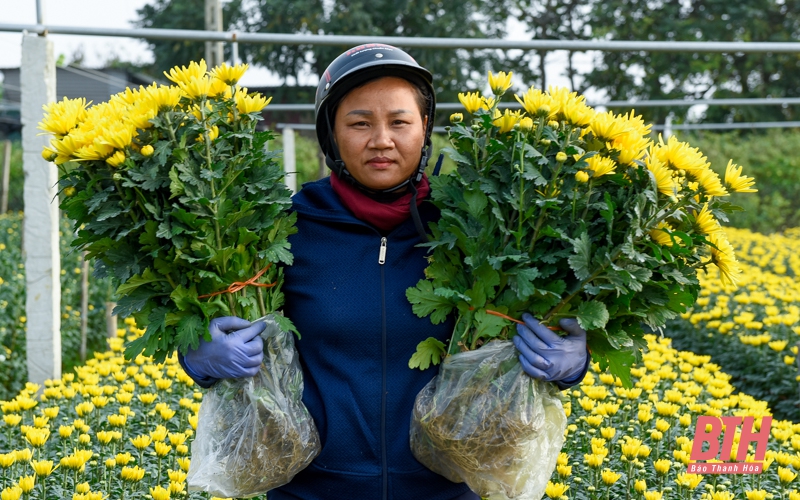 Làng hoa lớn nhất xứ Thanh vào mùa Tết