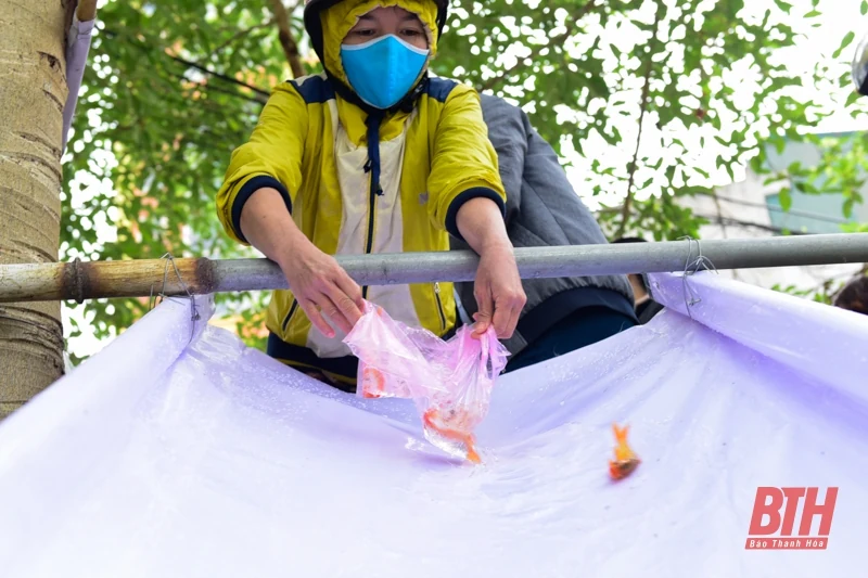 Thả cá chép ngày ông Táo - Nét đẹp văn hóa của người Việt