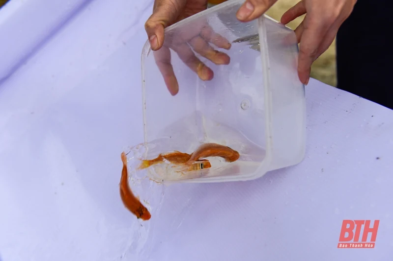 Thả cá chép ngày ông Táo - Nét đẹp văn hóa của người Việt