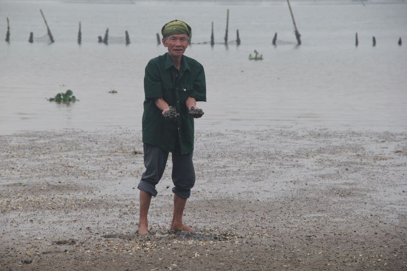 Hải Ninh: Ngao chết bất thường, nhiều chủ đồng nuôi mất trắng hàng trăm triệu đồng