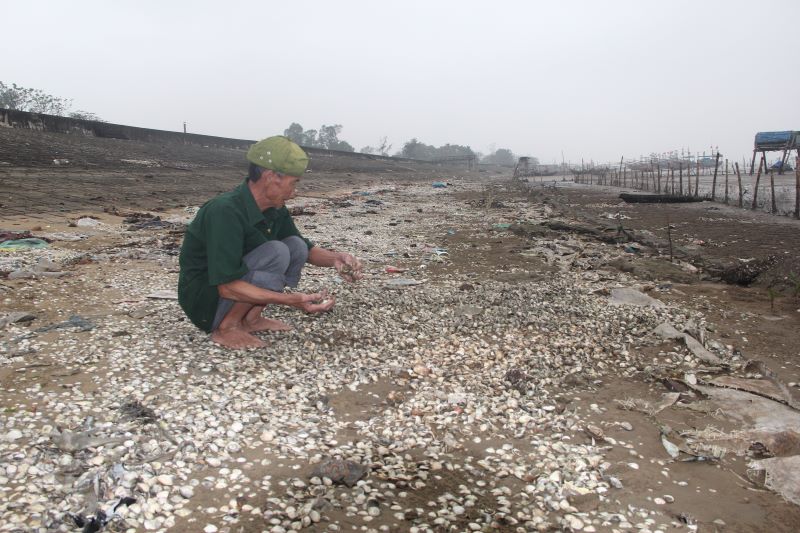Hải Ninh: Ngao chết bất thường, nhiều chủ đồng nuôi mất trắng hàng trăm triệu đồng