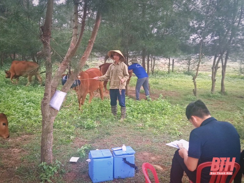 Huyện Hoằng Hóa thực hiện nuôi nhốt trâu, bò trong vòng 10 ngày để phòng, chống bệnh viêm da nổi cục