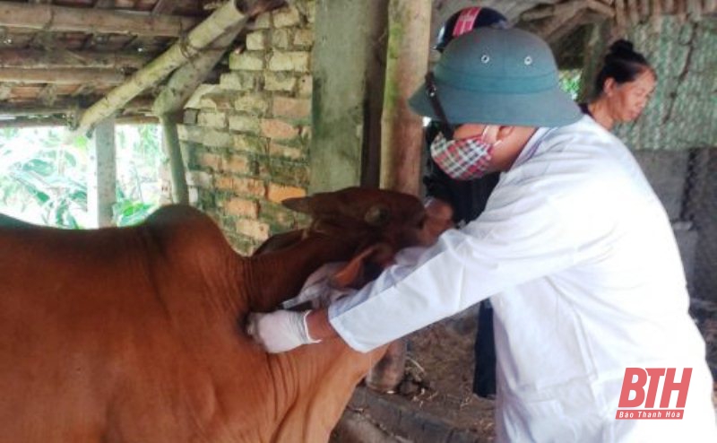 Huyện Triệu Sơn có 5 xã công bố hết dịch Viêm da nổi cục trên trâu, bò