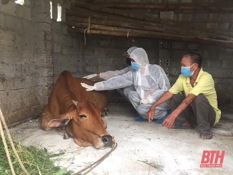 Huyện Yên Định công bố hết dịch Viêm da nổi cục trên trâu, bò