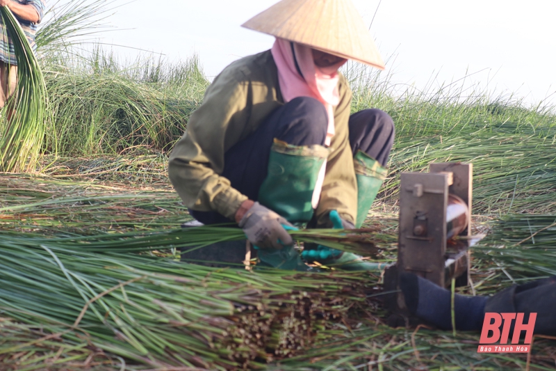 Cói được giá, nông dân Quảng Xương hào hứng vào vụ thu hoạch