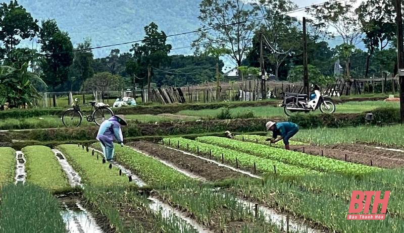 Nông dân vùng chuyên canh rau Hoằng Hợp chăm sóc cây trồng sau đợt mưa lớn