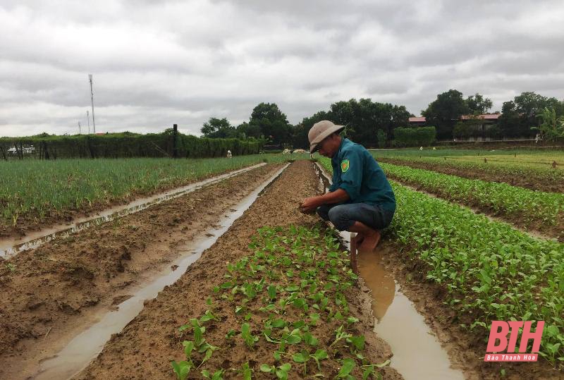 Nông dân vùng chuyên canh rau Hoằng Hợp chăm sóc cây trồng sau đợt mưa lớn