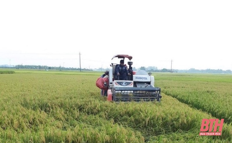 Huyện Thiệu Hóa thu hoạch 96% diện tích lúa đông xuân