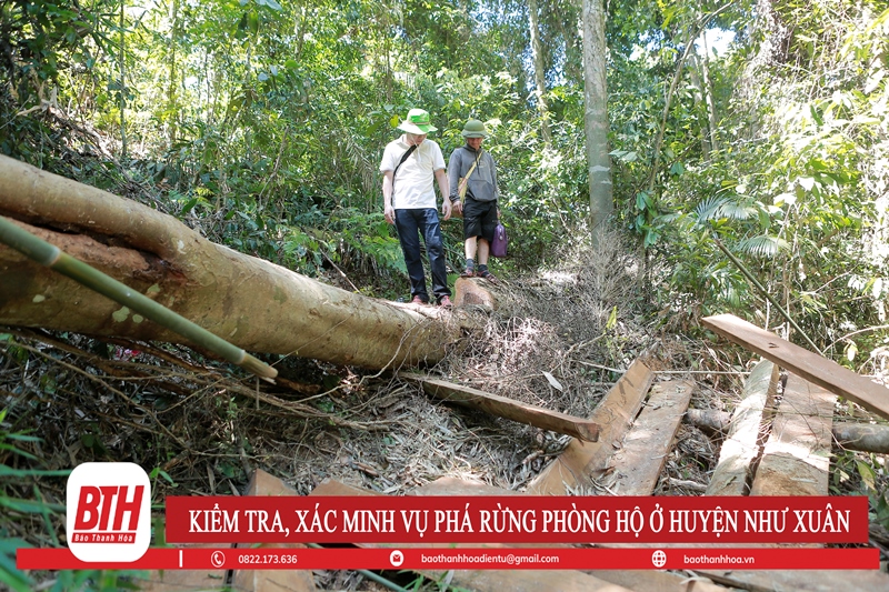 Kiểm tra, xác minh vụ phá rừng phòng hộ ở huyện Như Xuân
