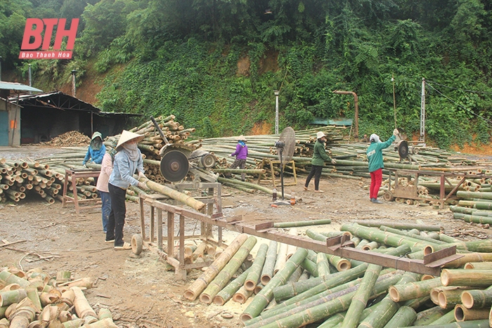 Nghèo giữa vùng tre luồng... lớn nhất Việt Nam (Bài 2): “Vắt kiệt” rừng vàng