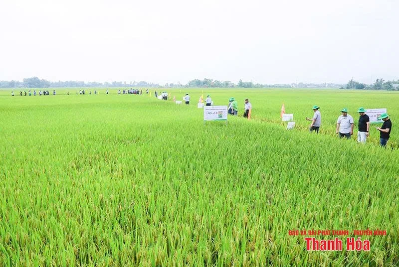 Hiệu quả sản xuất lúa lai 3 dòng chất lượng cao