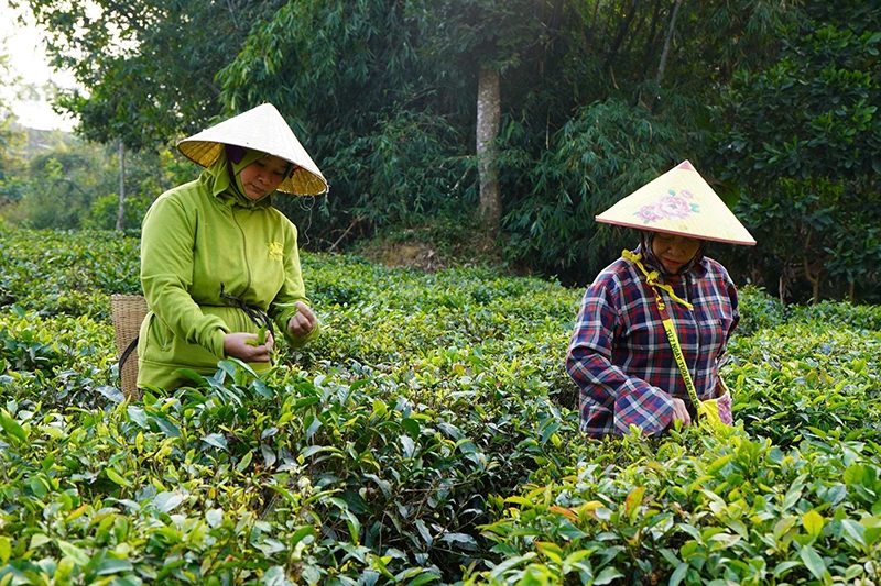 Cây chè Như Xuân, kỳ vọng mới trong nông nghiệp xanh