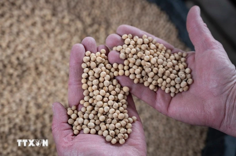 Lần đầu tiên trong 7 năm, Trung Quốc không nhập khẩu đậu tương từ Mỹ