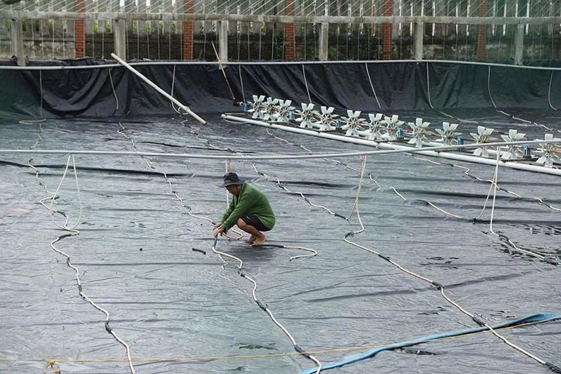 Khôi phục sản xuất ở vùng nuôi trồng thủy sản sau bão