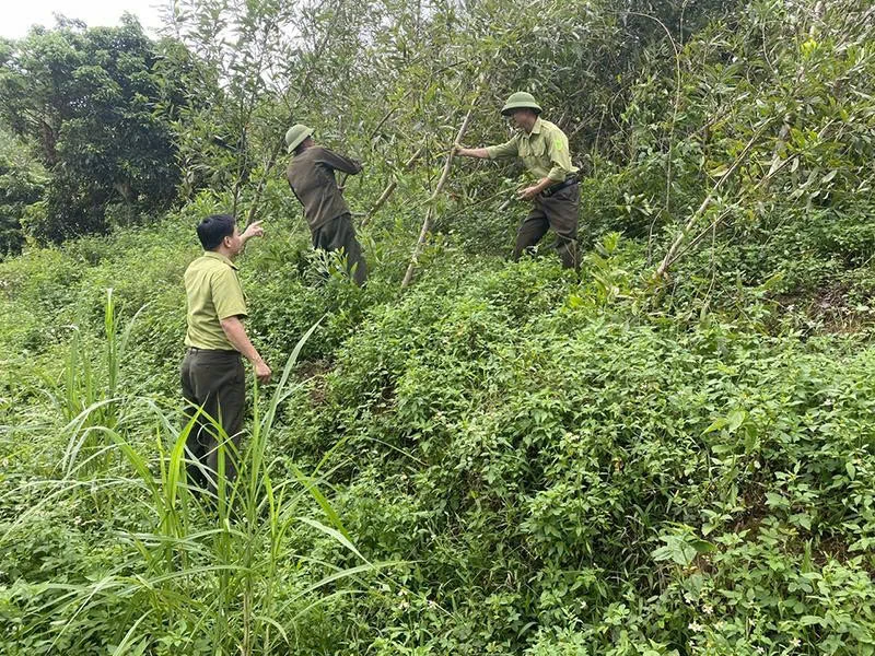 Khôi phục diện tích rừng bị ảnh hưởng bởi thiên tai