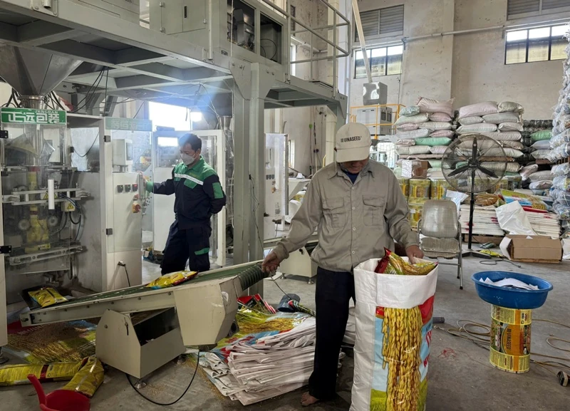 Tập trung cung ứng giống lúa theo Chương trình hỗ trợ nông dân vùng ảnh hưởng bão, lũ