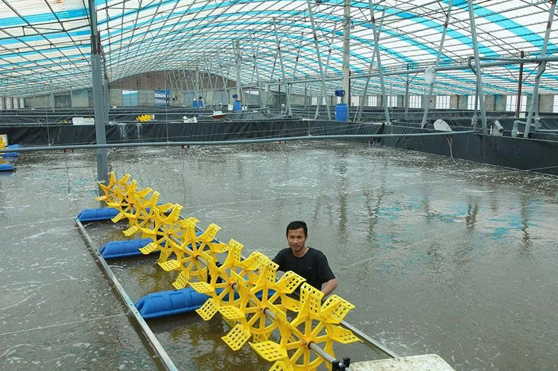 Chủ động nguồn cung thủy sản cho thị trường dịp tết
