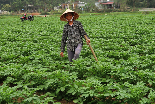 Xã Phú Nhuận phát triển được 6 ha khoai tây vụ đông