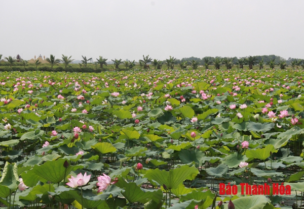 Xã Thọ Lâm thực hiện công tác xóa đói, giảm nghèo