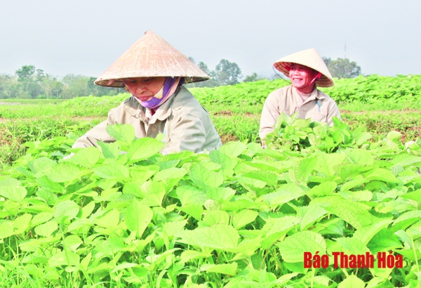 50% số xã của Thanh Hóa đã đạt chuẩn nông thôn mới