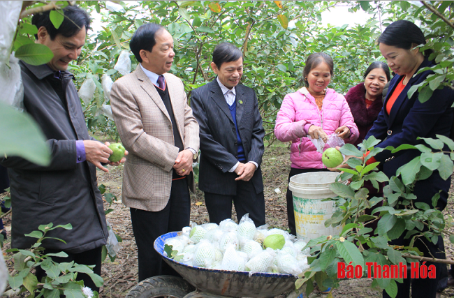 Đồng chí Trưởng Ban Tuyên Giáo Tỉnh ủy kiểm tra tình hình sản xuất và tặng quà các gia đình chính sách tại huyện Thạch Thành