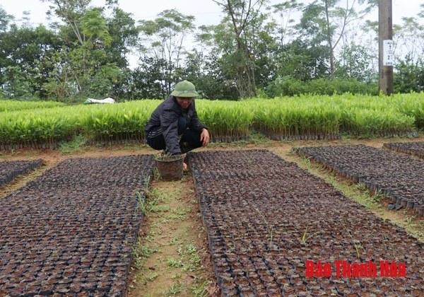 Năm 2018, toàn tỉnh sản xuất được 16,3 triệu cây giống lâm nghiệp đủ tiêu chuẩn