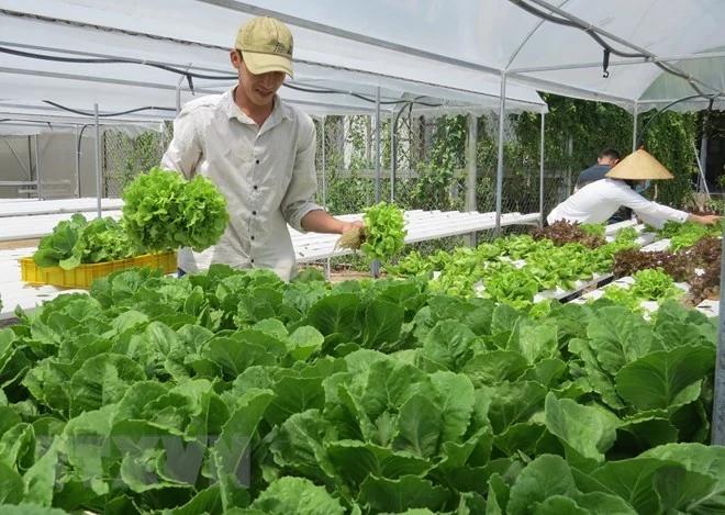 Dự kiến giá rau Tết 2019 sẽ tăng cao hơn so với cùng kỳ năm 2018