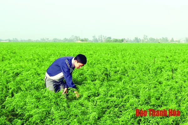 Huyện Hoằng Hóa tích tụ ruộng đất để phát triển nông nghiệp hàng hóa