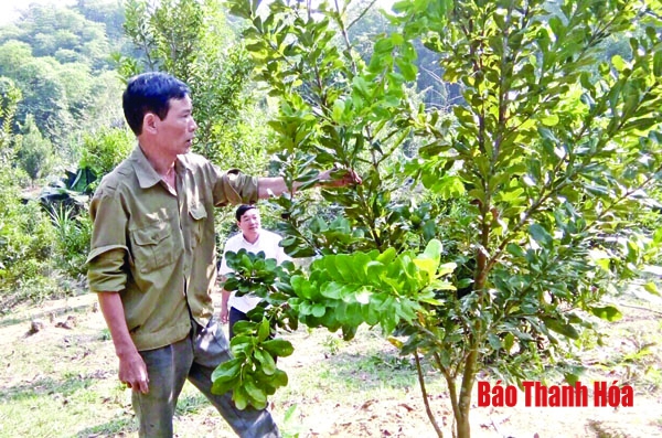 Hội Cựu chiến binh Quan Hóa giúp nhau phát triển kinh tế, xóa đói, giảm nghèo