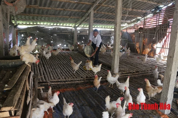 Người cao tuổi huyện Hà Trung với phong trào làm kinh tế giỏi