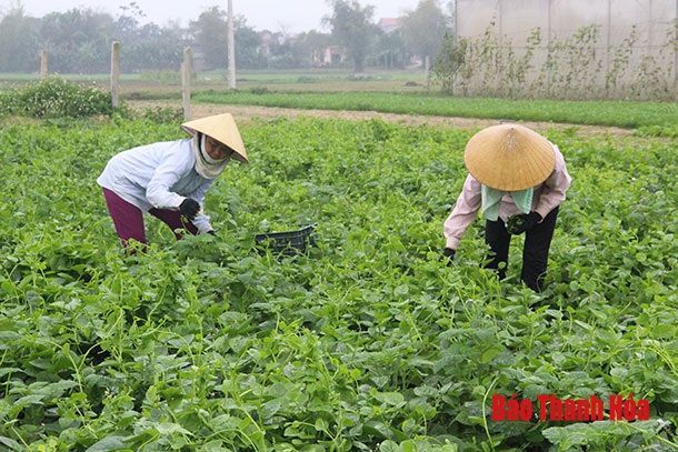 Xã Quảng Lưu : Mở rộng diện tích trồng rau an toàn tập trung