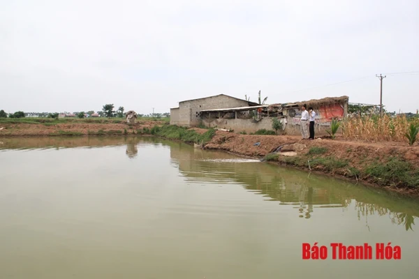 Chuyển đổi đất cói kém hiệu quả sang nuôi trồng thủy sản ở Nga Tân - bước đi đúng hướng